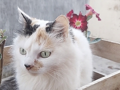 ADOTADA